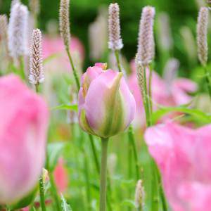 Tulpe Glühbirne Grünland rosa und grün