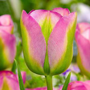 bulbe de tulipe groenland rose et vert