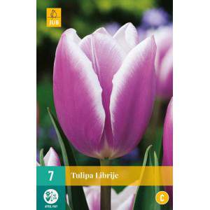 bulbe tulipe booksje violet