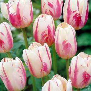 Bulbo de tulipán sorbete blanco y rosa