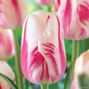 Bulbo tulipano sorbet bianco e rosa