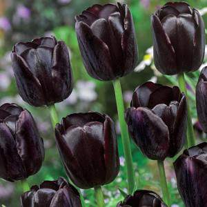 Bulbo tulipa rainha da noite preta