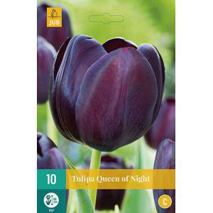 Reine de tulipe d’ampoule du noir de nuit