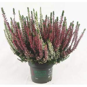 ERICA CALLUNA BICOLOR RED and WHITE