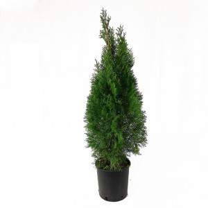 Thuja Westerns Smaragd Vase 22cm