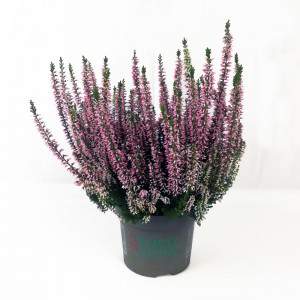 ERICA CALLUNA Beauty Ladies