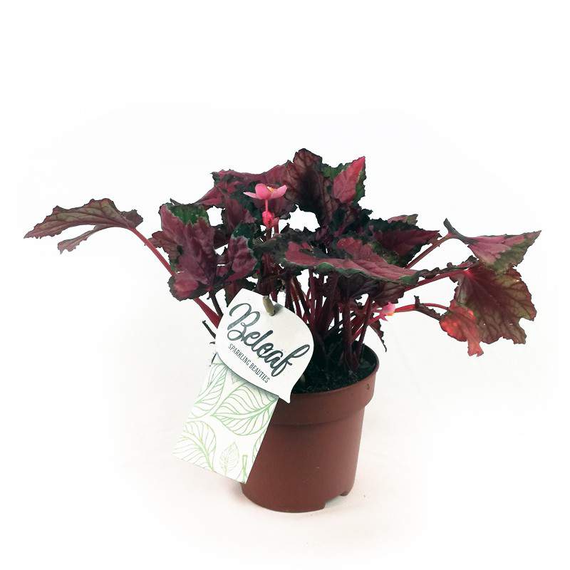 Begônia de folhas pintadas - Begonia rex-cultorum -planta semitropical -  Anticadutavasi