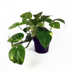 POTHOS EPIPREMNUM AUREUM ou SCINDAPSUS AURENS