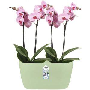 Elho Brussels Orchid Duo 25 - Maceta - Rosa suave - Interior - Ø 25 x H 12,6 cm