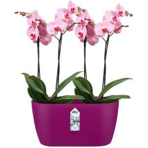 Elho Brussels Orchid Duo 25 - Vaso - Rosa Suave - Interior - Ø 25 x A 12,6 cm