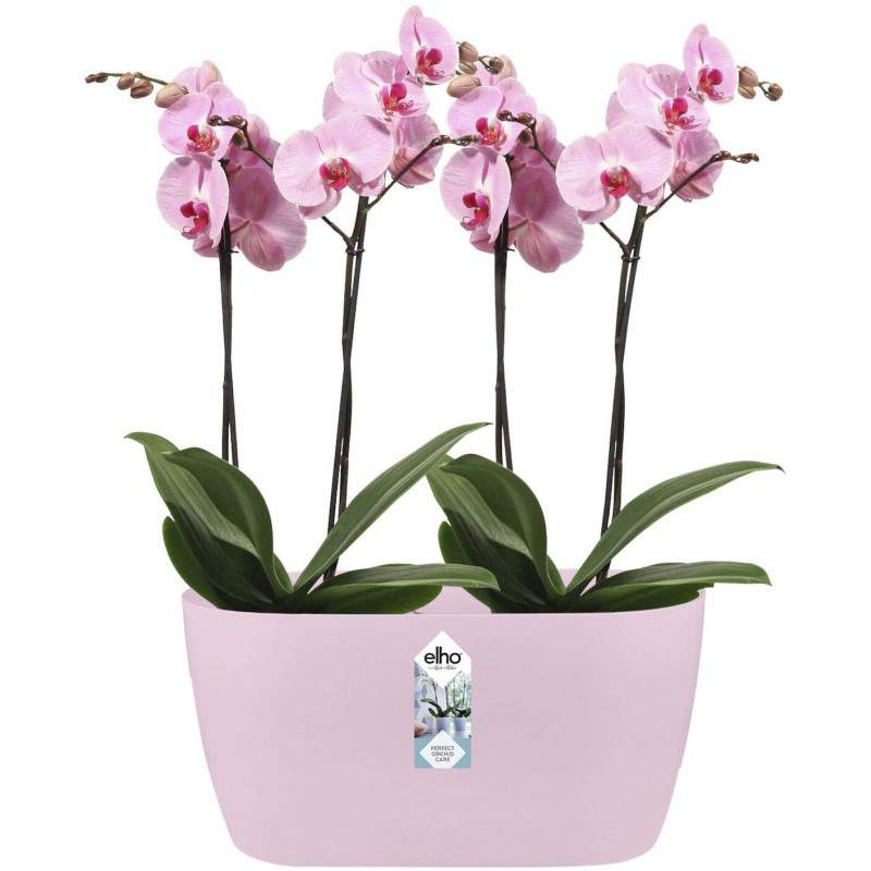 Brussels Orchid Duo vaso doppio per orchidee elho