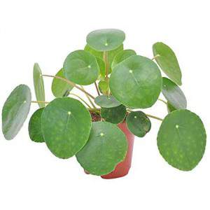 Pilea peperomioides ou usine de pièces chinoises