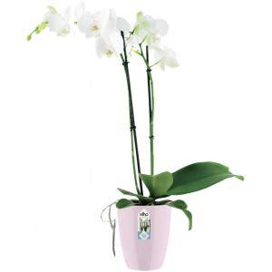 Elho Brüssel Diamond Orchid High 12,5 - Blumentopf - zartes Rosa - Innen - Ø 12,7 x H 15,2 cm