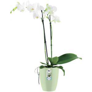 Elho Brussels Diamond Orchid High 12,5 - Pot de fleurs - Rose pâle - Intérieur - Ø 12,7 x H 15,2 cm