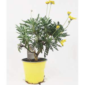 Euryops Chrysanthemoides Pectinatus - Stokrotka Paryża
