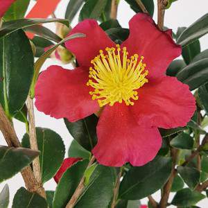 Red camellia Sasanqua