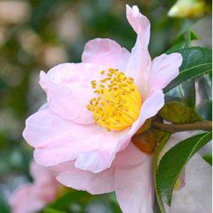 Pink camellia Sasanqua