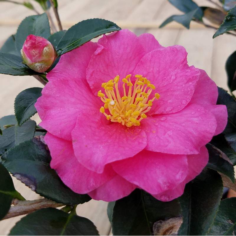 Camellia Sasanqua - winter Japonica camellia sazankwa - Anticadutavasi