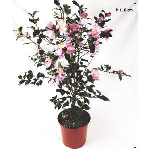 Camellia rosa Sasanqua - rose d&#039;hiver camellia sazankwa 23cm