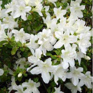 Azalea o rododendro - Rosa delle Alpi flor blanca