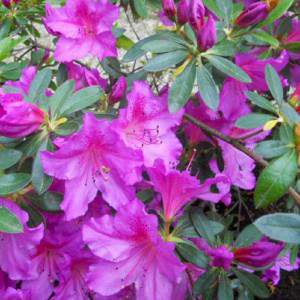 Azalée ou Rhododendron - Rosa delle Alpi fleur violacée
