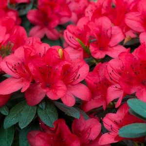 Azalée ou Rhododendron - fleur rouge Rosa delle Alpi
