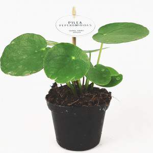 Pilea peperomioides ou planta moeda chinesa em vaso de 8 cm