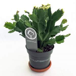 Schlumbergera Christmas cactus pot 13 white