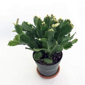 Maceta cactus navideña 13 flor blanca
