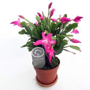 Schlumbergera Cactus di Natale vaso 13 fucsia