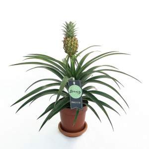 Ananas comosus växt