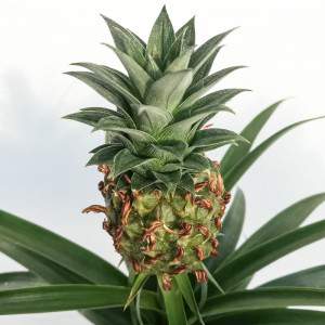 Ananas comosus Blumentopf 12cm