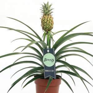 Ananas comosus plant pot 12cm