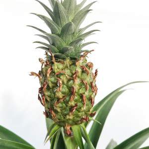 Ananas comosus Blumentopf 12cm