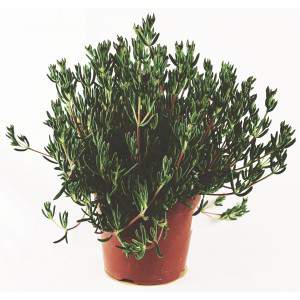 Misembryanthenum - Planta suculenta - maceta 14cm