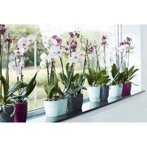 Elho Brussels Orchid Duo