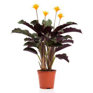 CALATHEA CROCATA Topf Taxmania