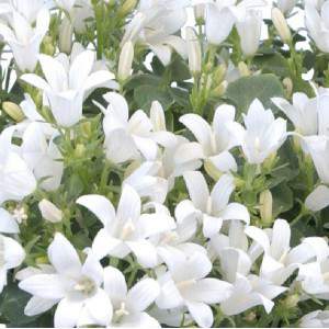 Campanule dalmate Portenschlagiana fleur blanche