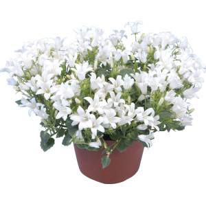 Bellflower blanco en maceta - Campanulacea Dalmata Portenschlagiana
