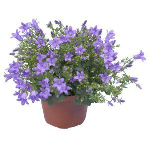 Bellflower in blue pot - Campanulacea Dalmata Portenschlagiana