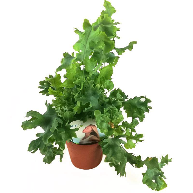 drum entrepreneur replace Helecho phlebodium aureum davana - helecho purifica el aire de estrella azul - Anticadutavasi drum entrepreneur replace Helecho phlebodium aureum davana - helecho purifica el aire de estrella azul - Anticadutavasi
