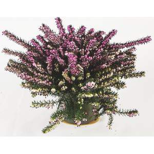 ERICA CARNEA LENA flowerpot