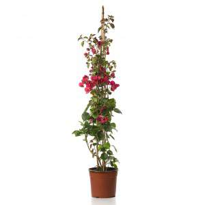 Bougainvillea rampicante in vaso