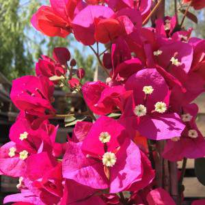 Flor de buganvilla roja