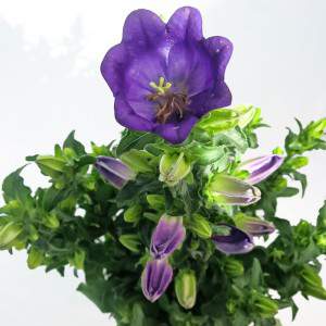 flor CAMPANULA APPEAL florero 14 violeta