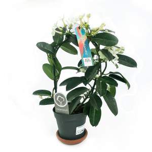 JARRON ESTEPHANOTIS 12CM