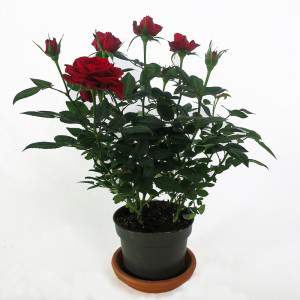 Rote Rosenpflanzenvase 11cm