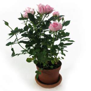 Pink rose plant pot 11cm