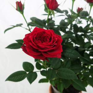 Vase rose rouge 11cm