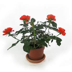 Vaso de planta laranja rosa 11 cm